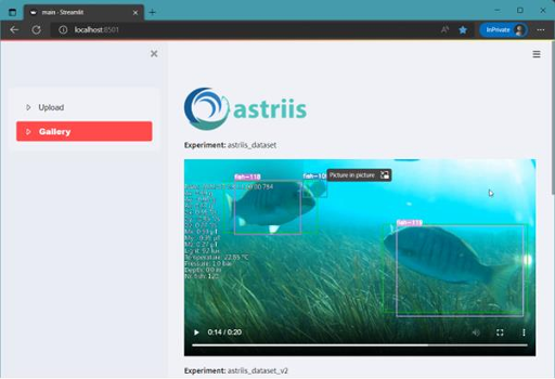 Screenshot of the system analysing fish